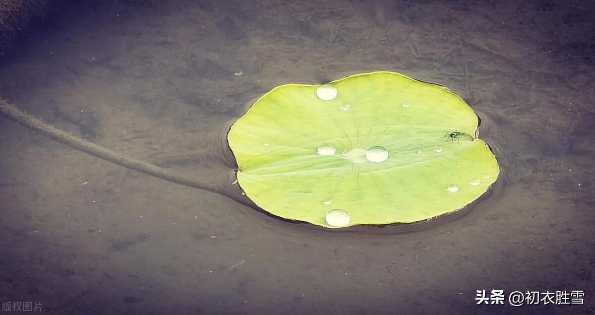 关于荷叶的优美诗,荷叶绝美诗句