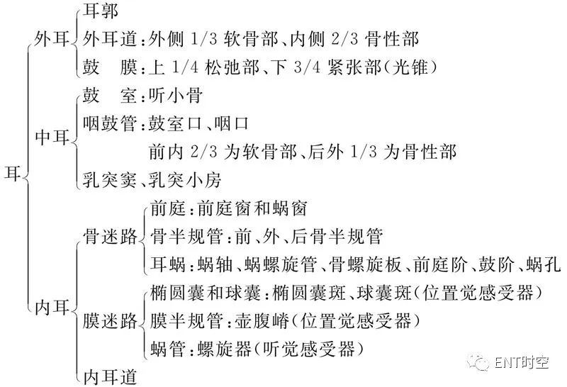 耳部解剖结构和生理功能,耳部解剖笔记