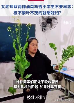 用油菜阻止早恋,老师用油菜花讲早恋