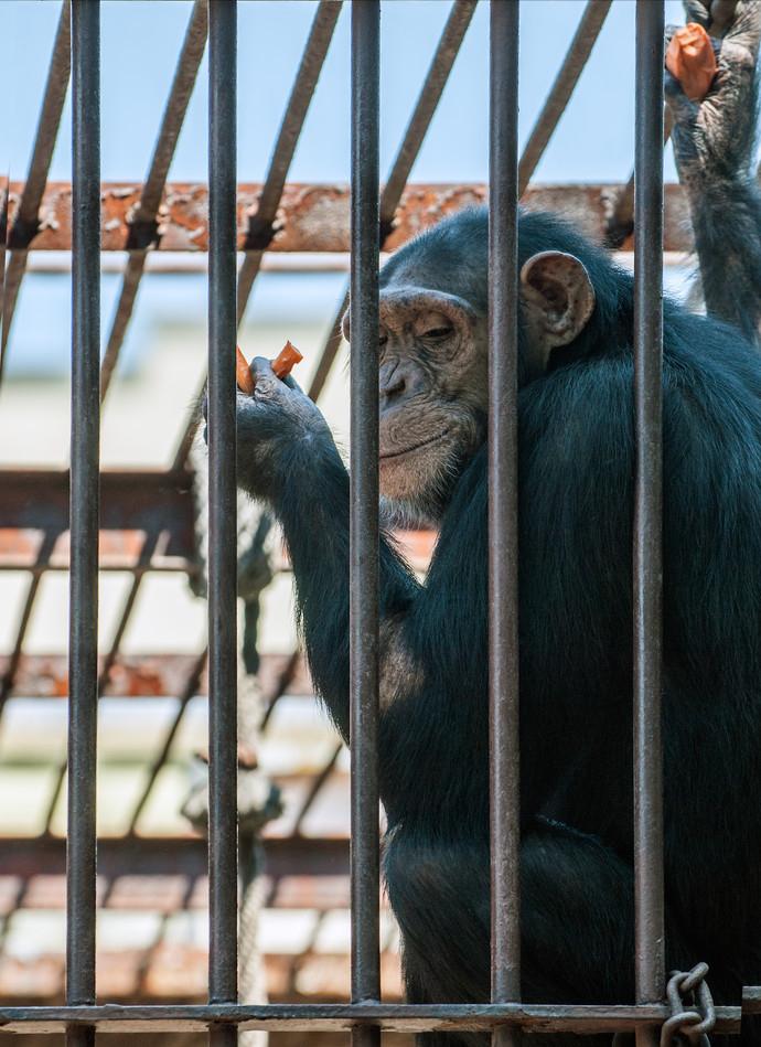 红毛猩猩被囚六年，培养成泄欲工具，身上溃烂也得接客