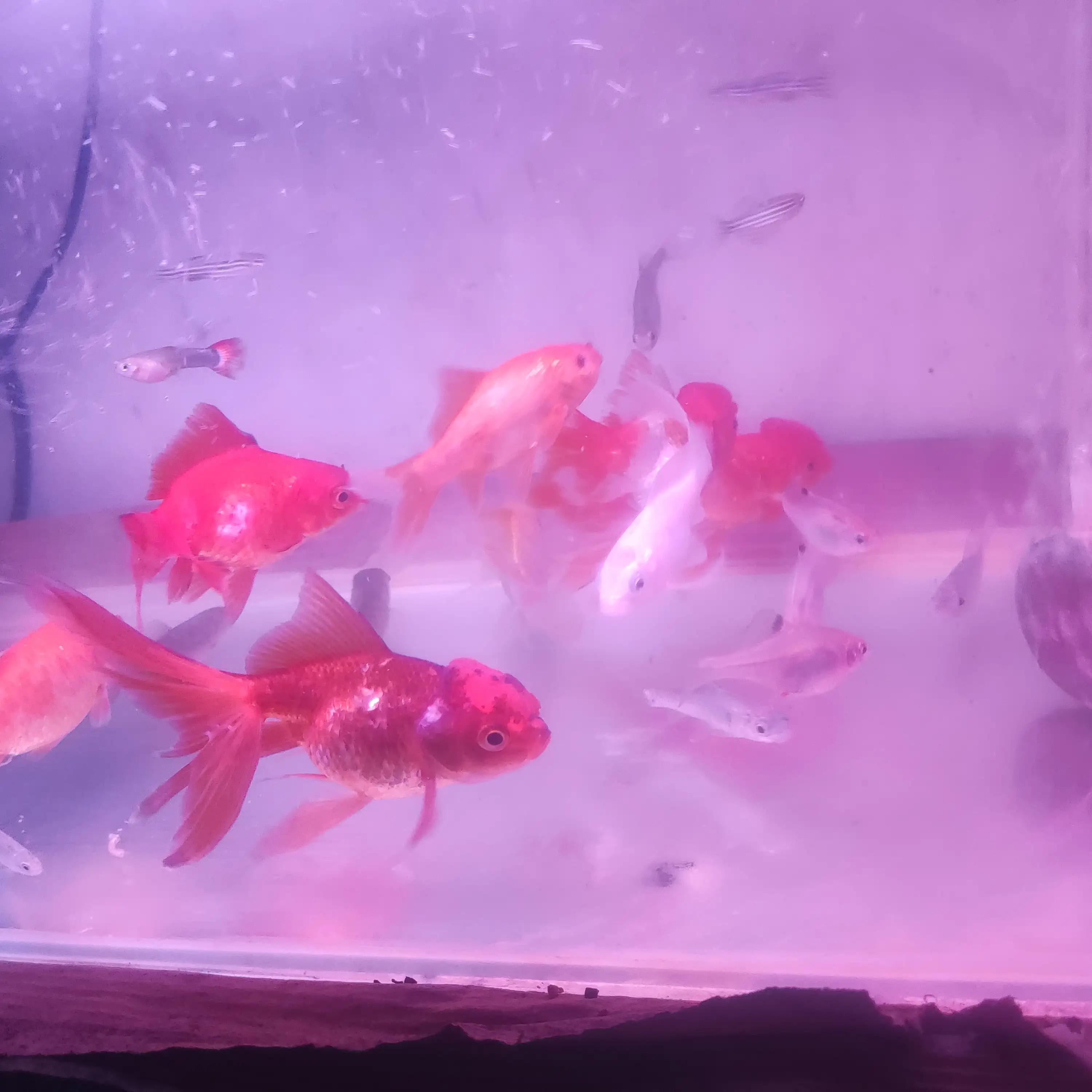 养的金鱼鱼身上慢慢变黑怎么回事,金鱼鱼鳍和身上变黑是什么问题