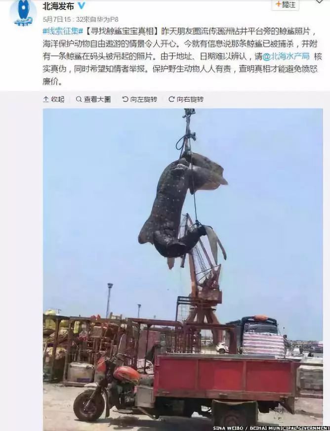 生态头条|地球上现存最大的鱼正在因与船只碰撞走向消亡？