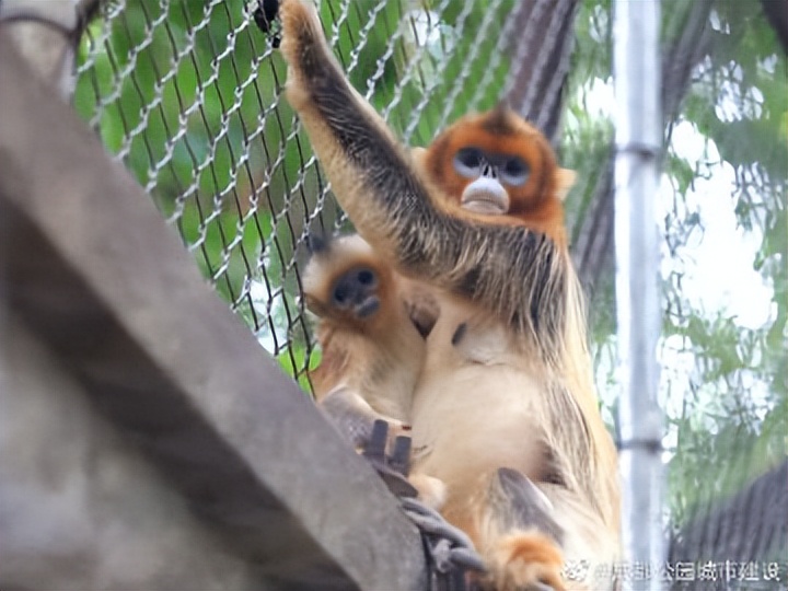 探秘动物的区域活动观察记录,成都动物园新动物