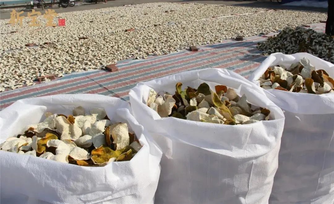 陈皮被虫蛀了怎么处理,十年广西陈皮蛀虫怎么办