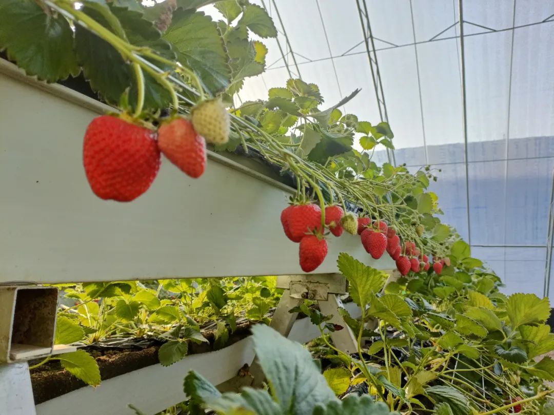 邀您来看，冬日里的“致富经”~