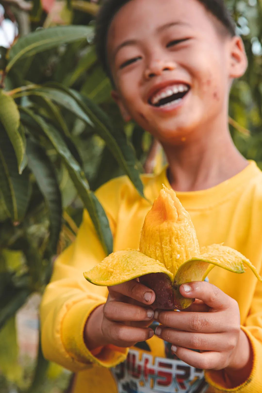 我国四大地理区域水果,中国什么地方热带水果多
