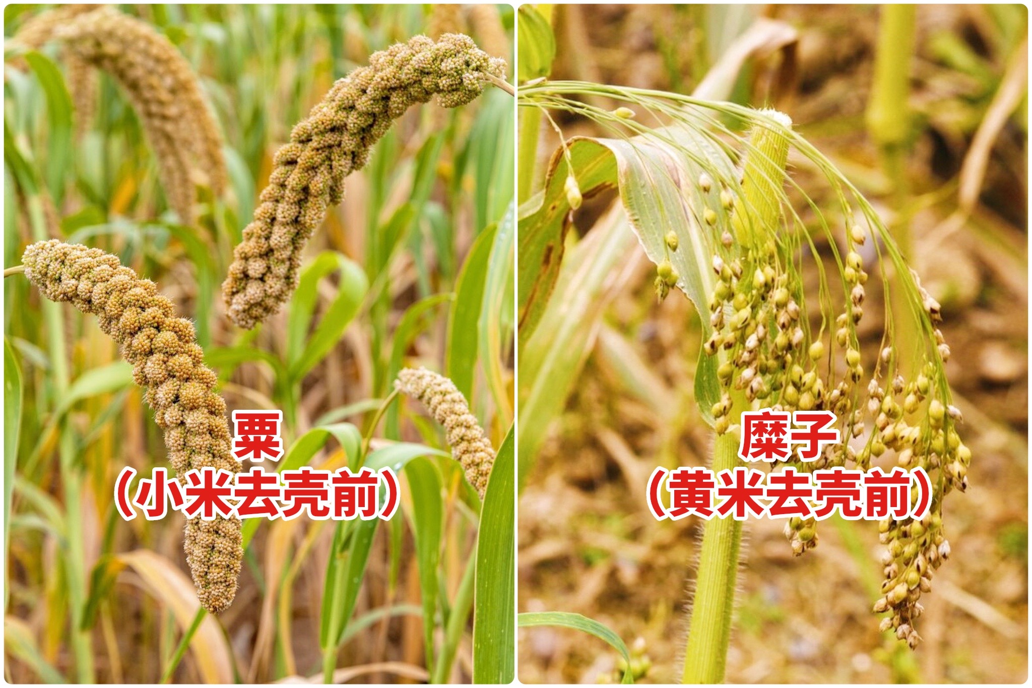 小米杂粮红的好还是白的好,黄米和小米性质一样吗