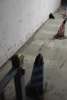 金毛误入地铁站后续,金毛闯地铁