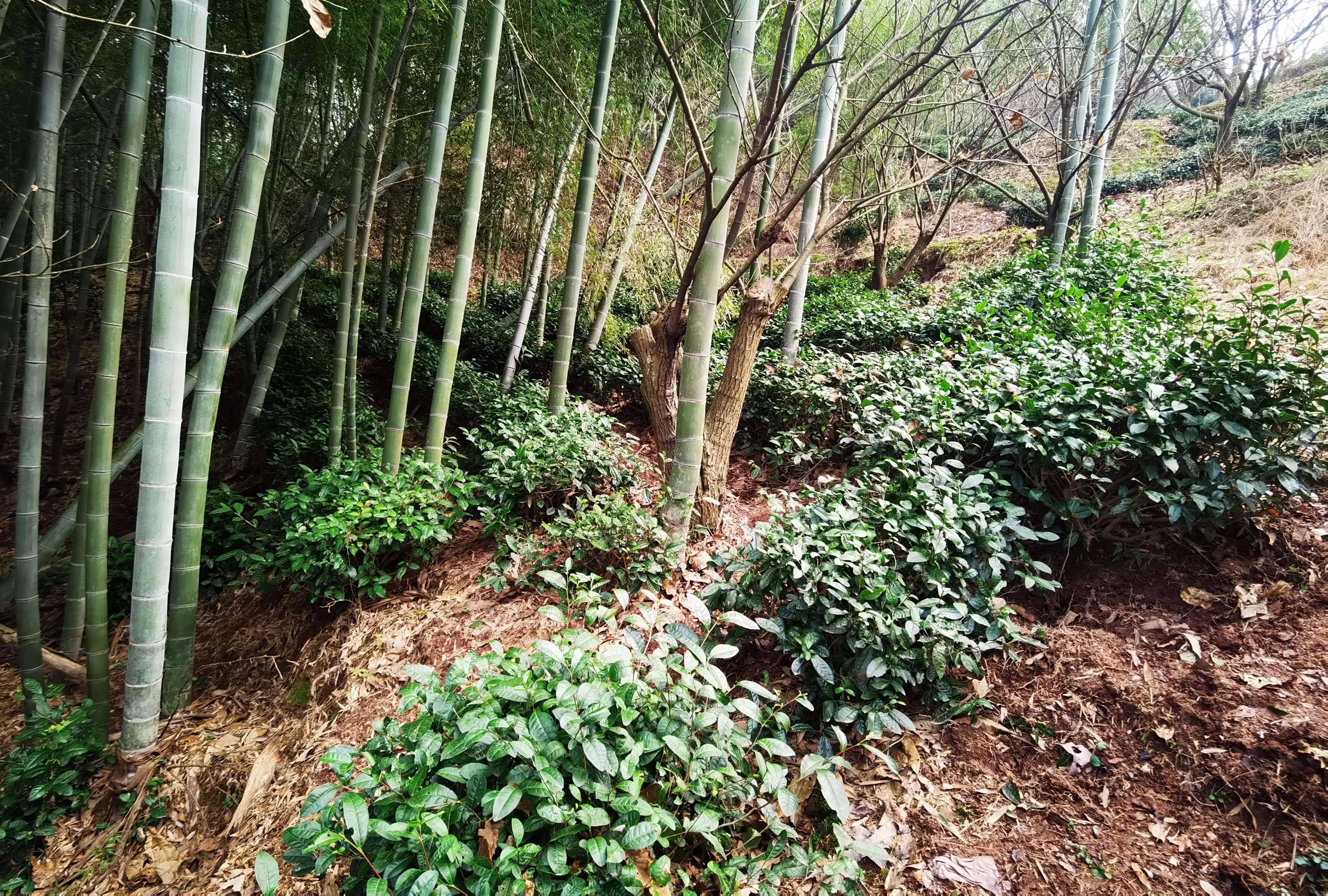 绍兴特产笋丝梅干菜的做法,绍兴特产笋丝梅干菜自产自销