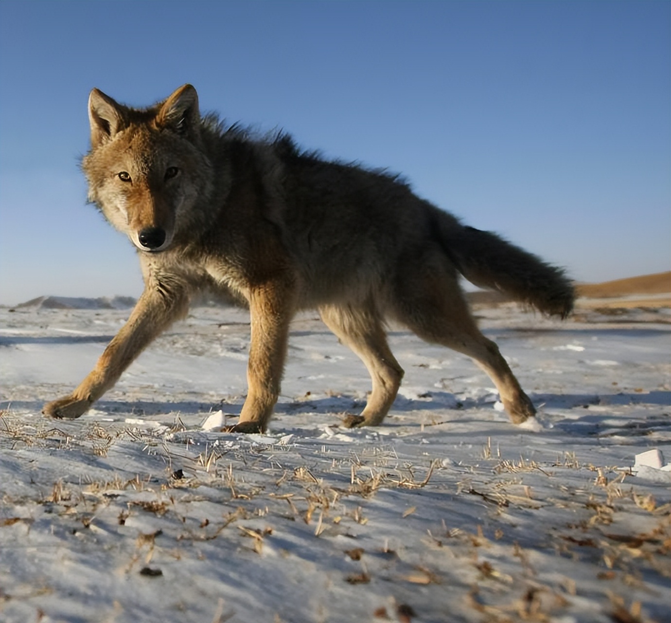 狼十年后报恩,狼是如何报恩的