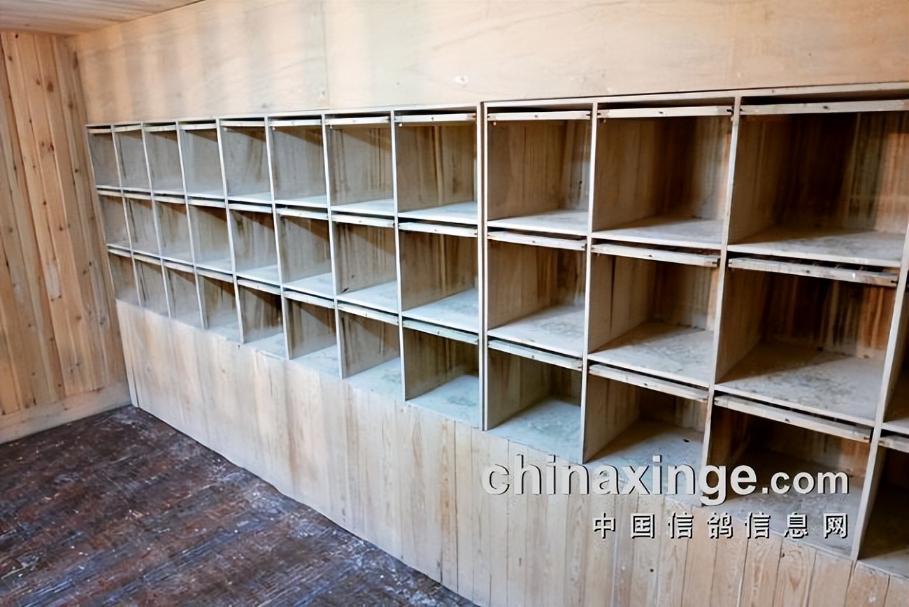 开创者教练何贵：赛鸽贵在坚持