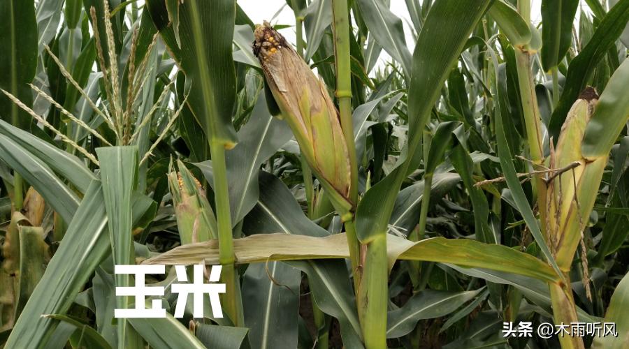 农业技术分享:沃玉3号玉米的缺点与不足