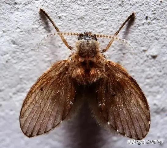 卫生间的小飞虫老是灭不掉怎么办,卫生间飞虫多怎么消灭