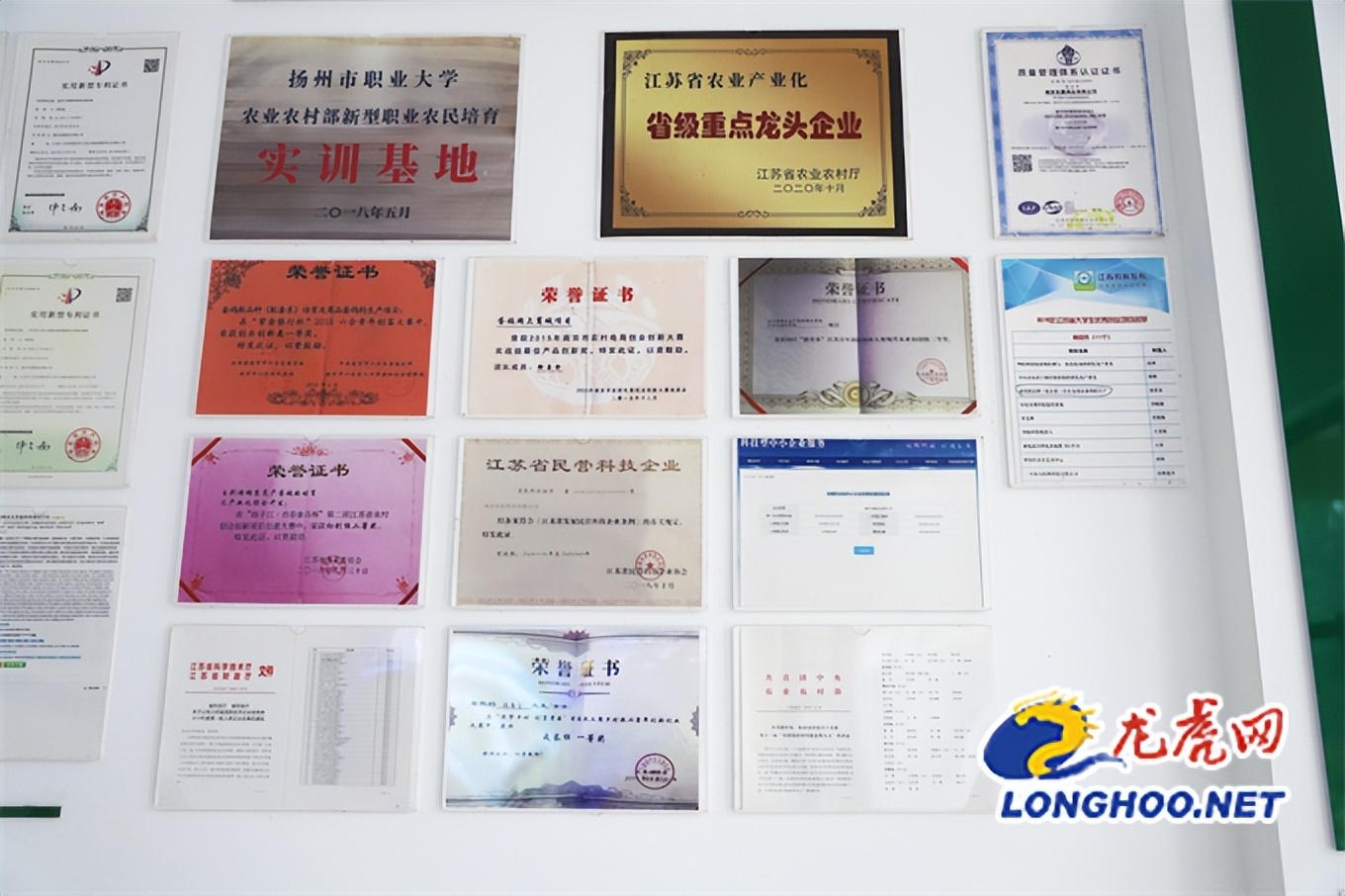 小鸽子大产业致富路,小鸽子铺就致富路