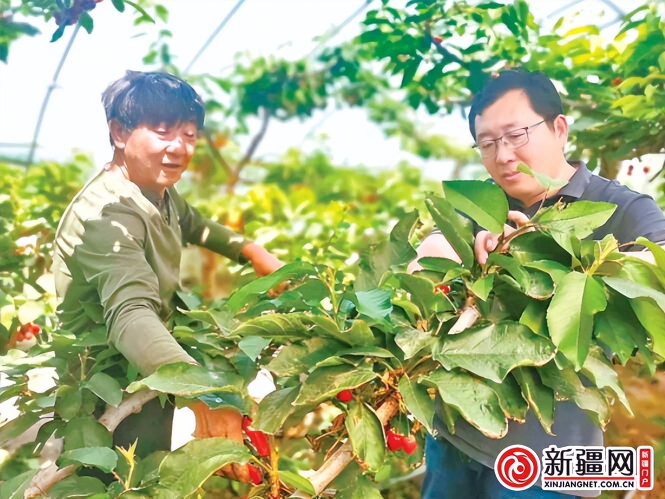 农业大学乡村振兴,新疆农业大学学习新思想