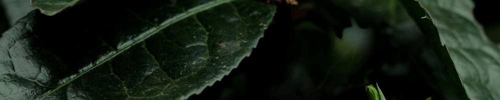 那卡茶是什么味,那卡茶的优缺点