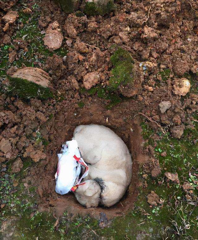 猫咪死后怎么处理最有利,为什么猫咪死后不能埋