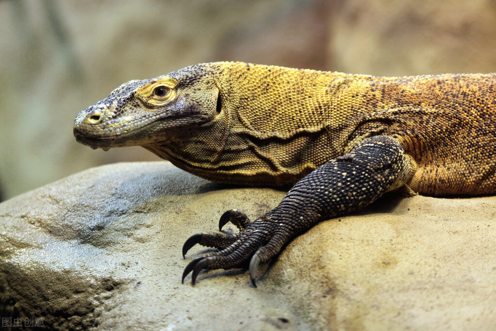 世界60个国家的珍稀国宝,100个国家国宝动物