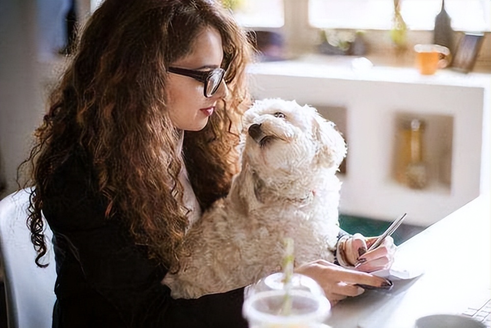 比熊犬老是舔人怎么办,比熊犬总是舔鞋子怎么制止