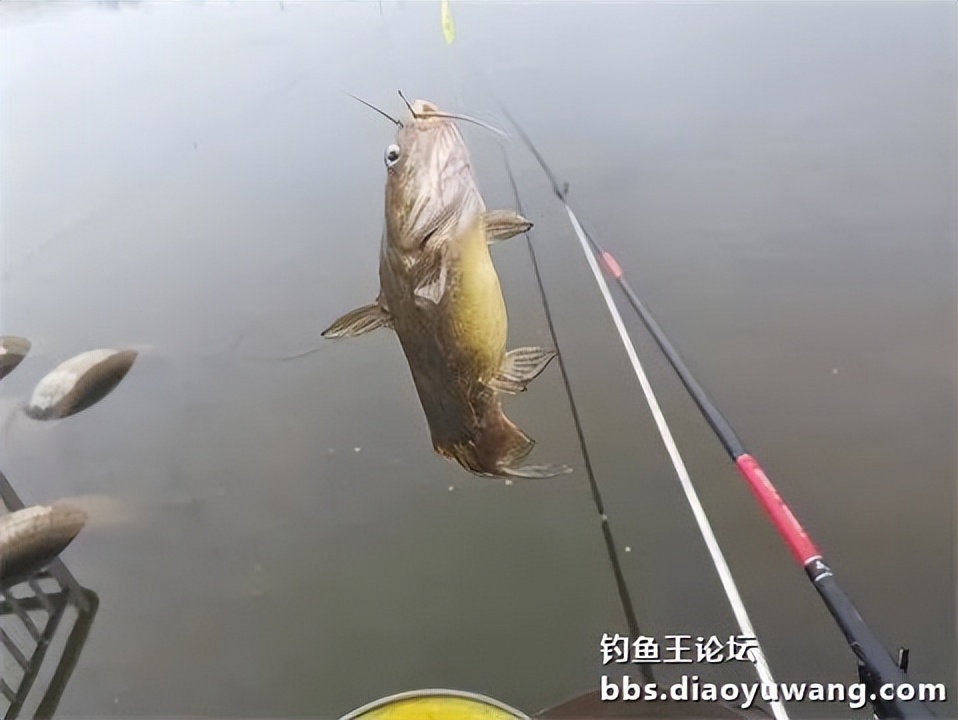钓鱼王王者风范，拿捏多鱼种轻松