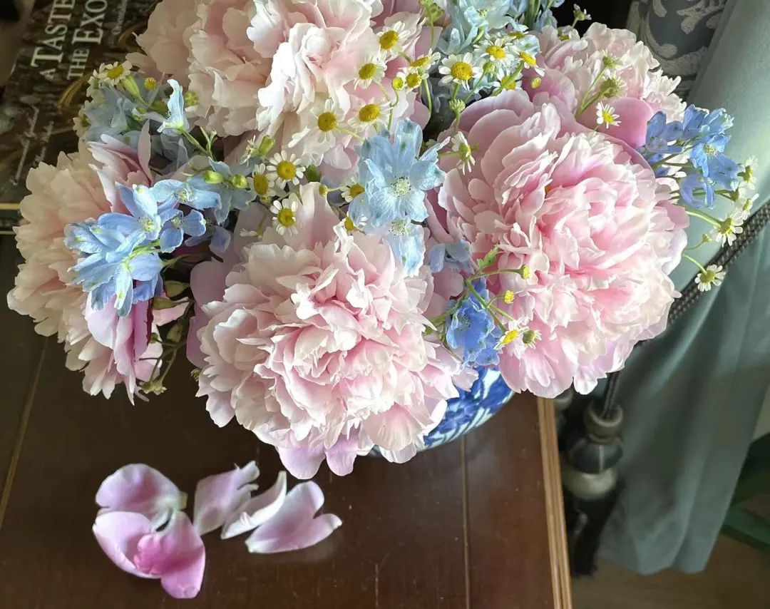 蝴蝶兰适合什么情况送,蝴蝶兰送礼一对还是一盆