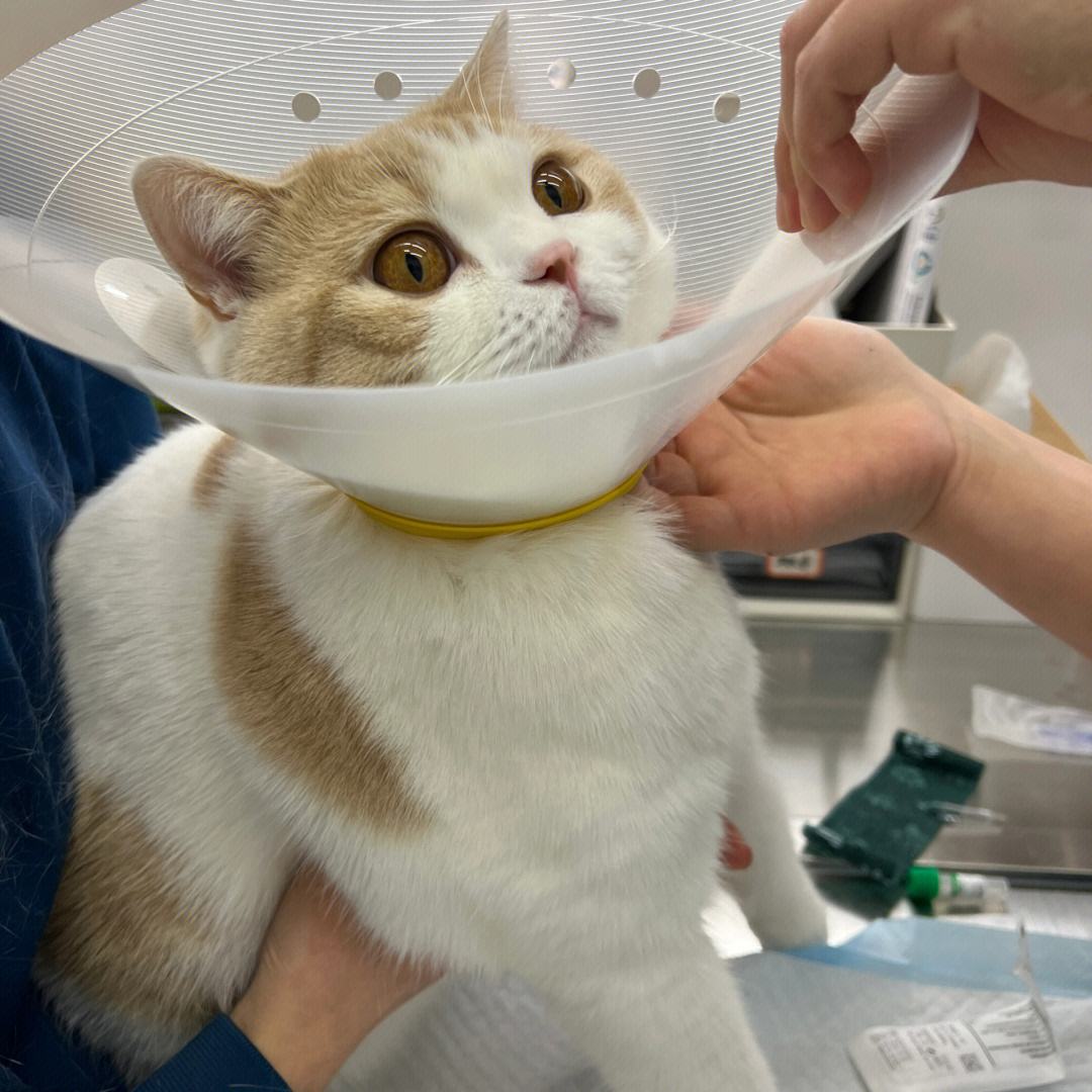 猫咪最喜欢抚摸它的什么部位,猫咪比较喜欢抚摸身体的哪些部位