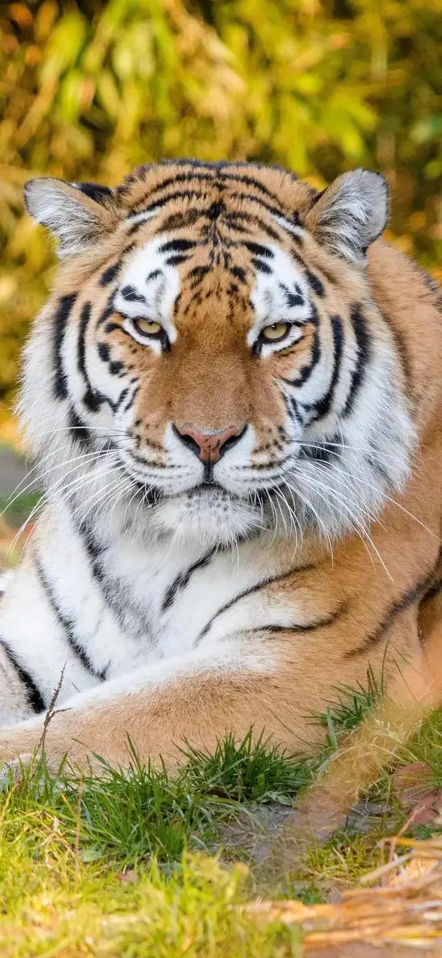 戏说老虎图文杂汇