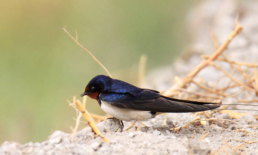无脚鸟飞走,无脚雨燕如何繁殖