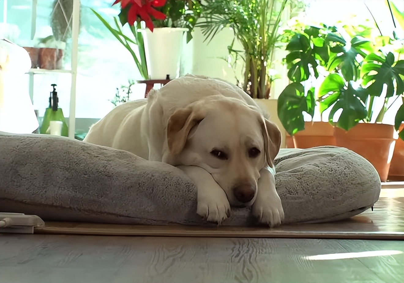 又馋又懒的狗,又馋又挑食的狗