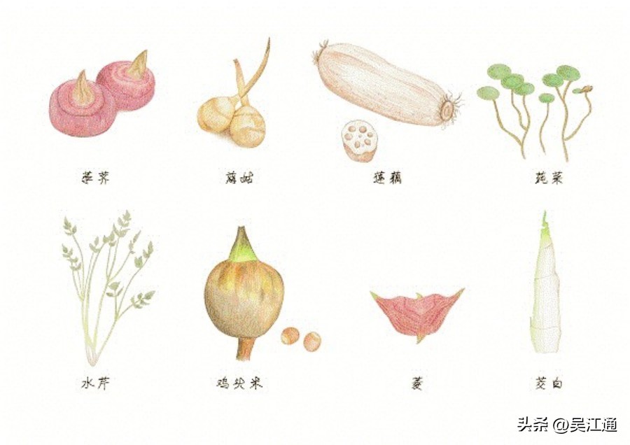 菱角哪里的最好吃,菱角美食推荐