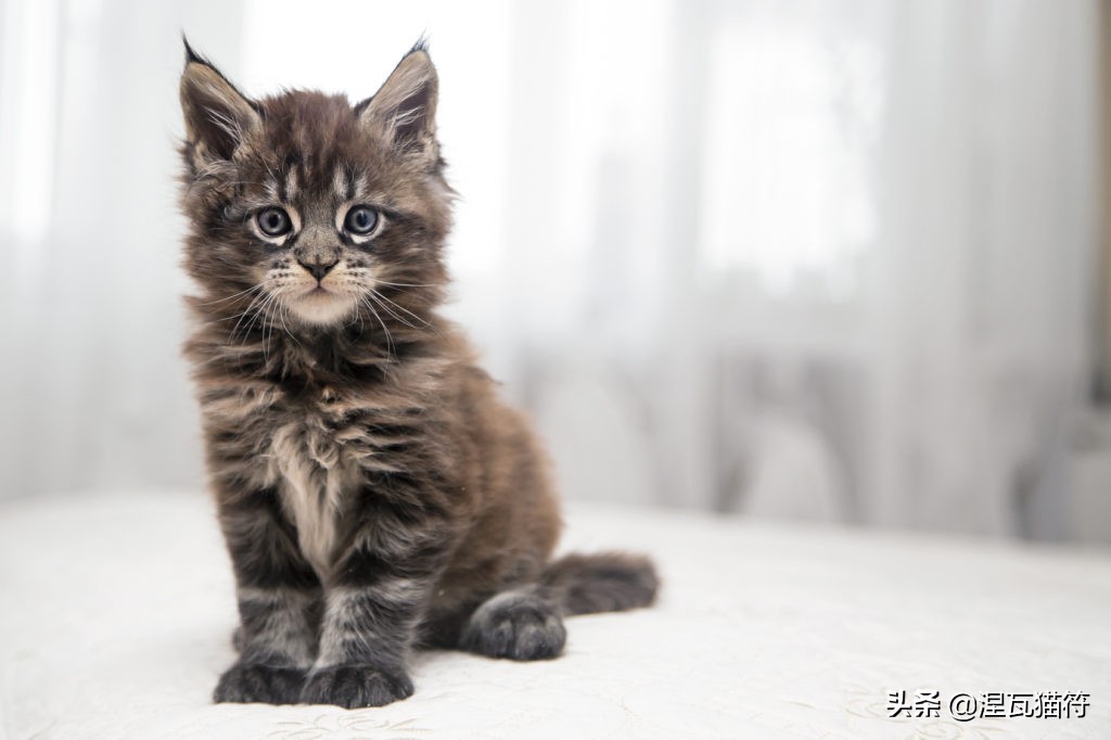 缅因库恩猫银虎斑,缅因猫浅银虎斑