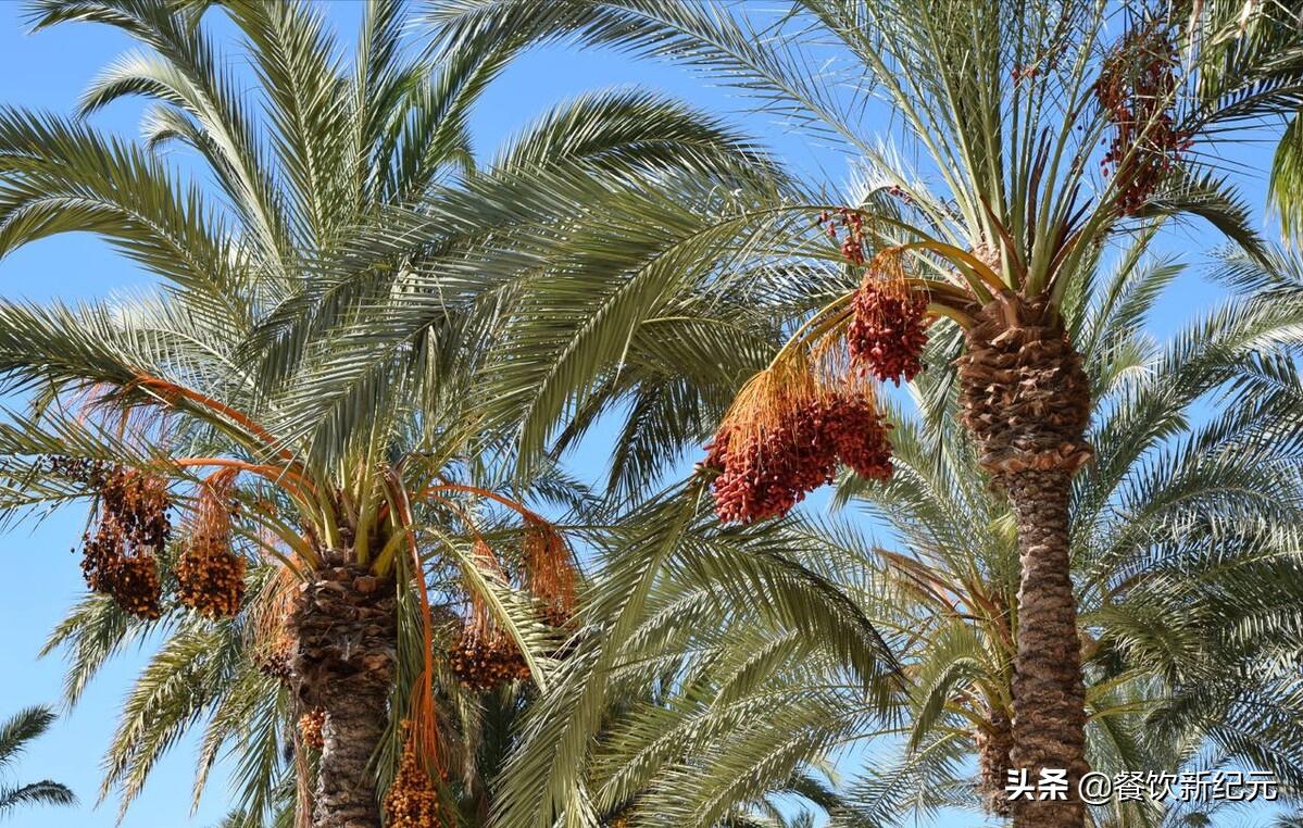 迪拜人吃不起椰枣,迪拜椰枣为什么这么多人吃