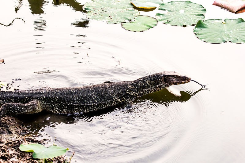 上海钓鱼佬钓起“五爪金龙”，差点牢底坐穿？金龙到底什么来头？