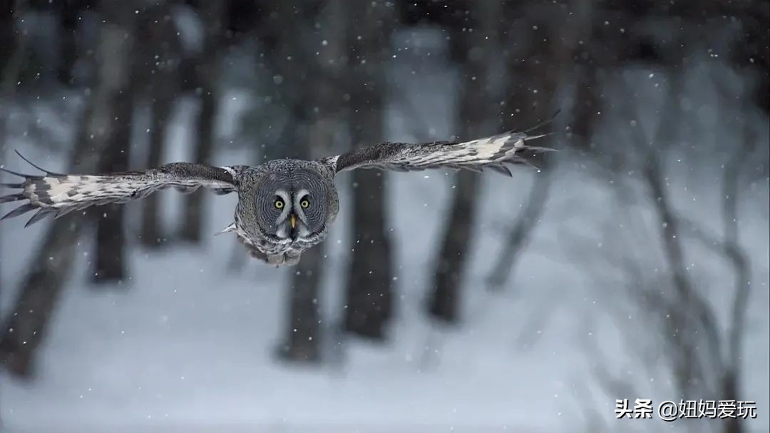 带你真切看人间的宝藏纪录片top10,十一长假适合带孩子看的纪录片