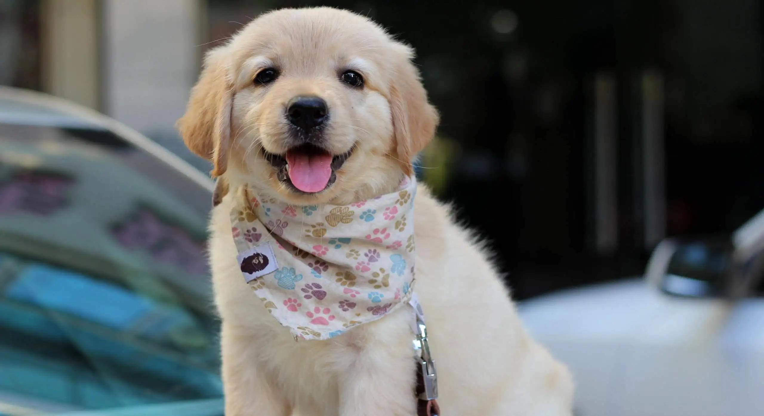 幼犬金毛不吃饭不喝水怎么办,金毛狗狗不吃粮可以活多久