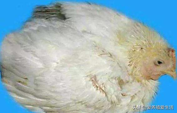 鸡拉白痢是什么病吃什么药,鸡白痢的原因
