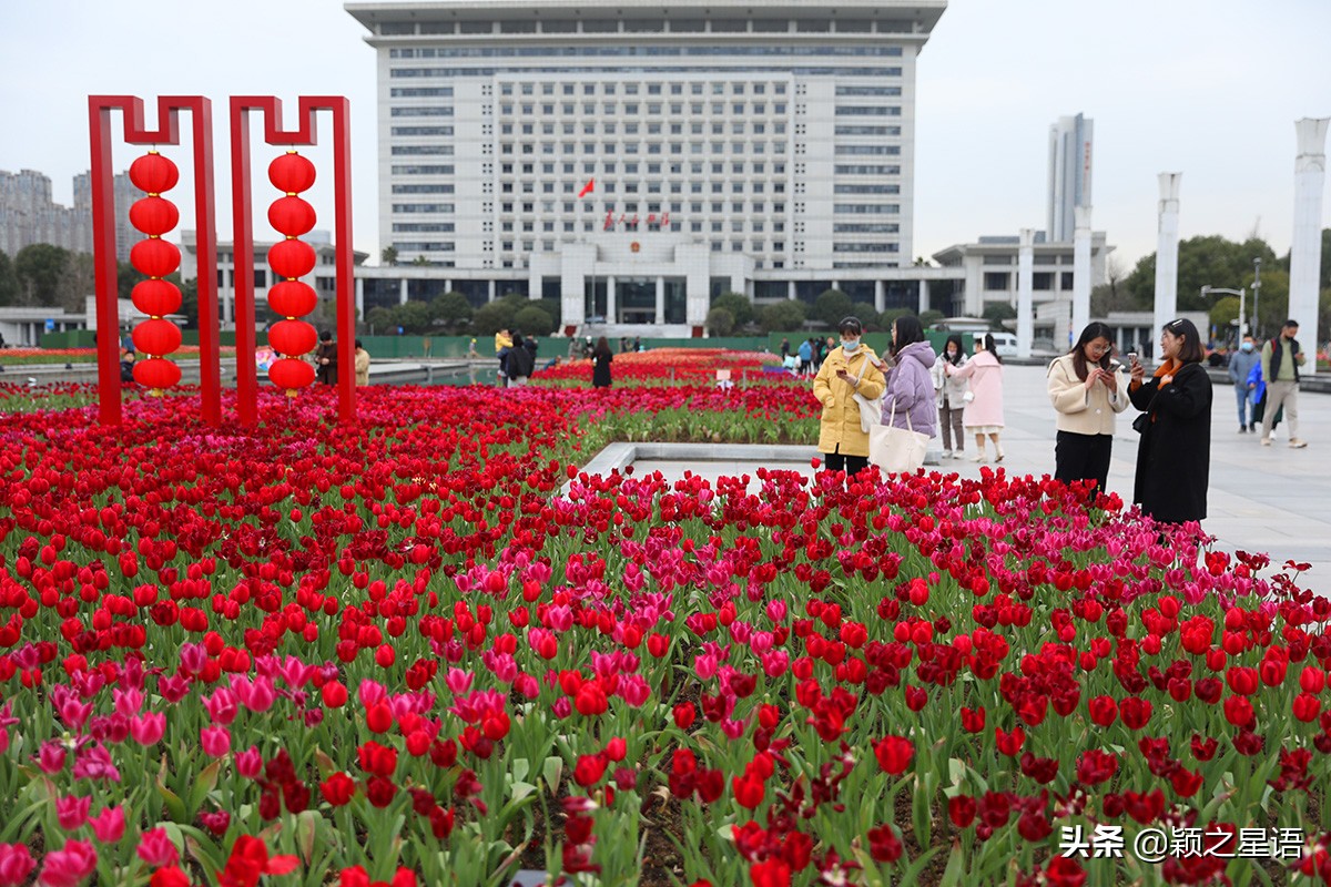 郁金香盛开的地方视频,郁金香盛开的地方原创完整版