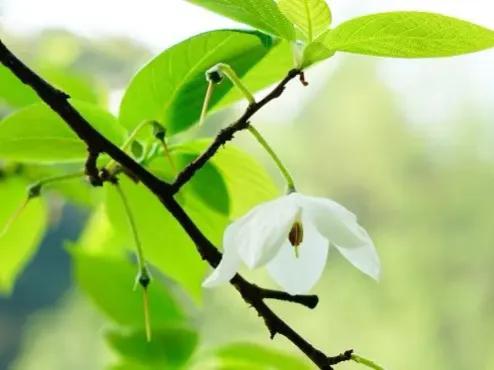 春天十种最美的花名字,花名带冬的有什么花