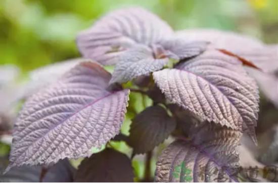 面部抗衰老精油推荐学生平价 (法国什么精油抗衰老紧致皮肤)