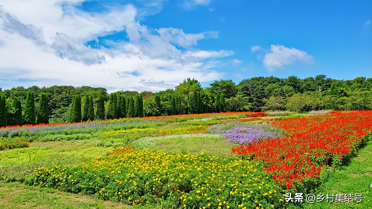 【推荐】日本馆森方舟牧场：让农业变成年轻人梦想的魅力产业
