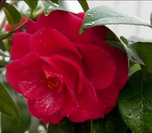 大海伦茶花是复色吗,大海伦山茶花品种介绍