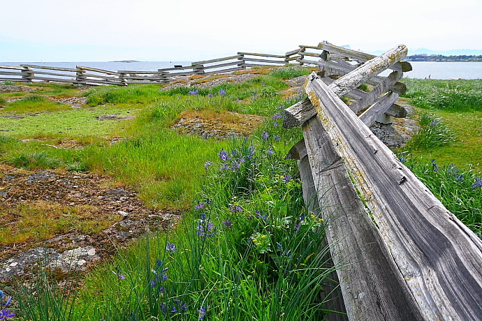 加拿大温哥华岛游记,温哥华维多利亚岛攻略