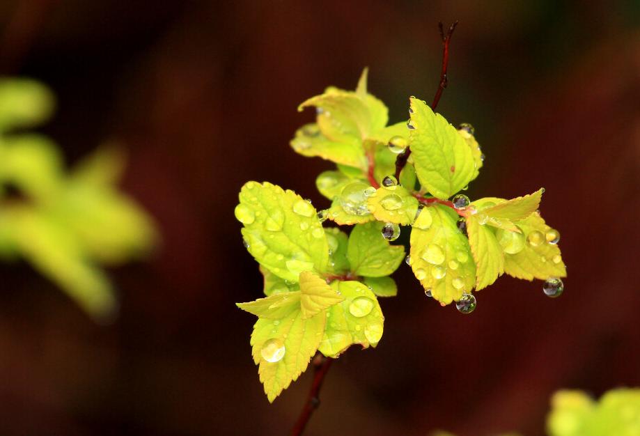 “上坟三不带，福禄自然来”，什么意思？清明节扫墓禁忌要牢记