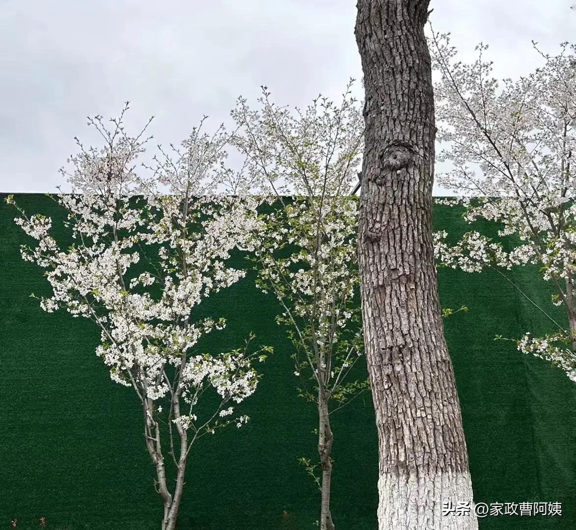 卫生间浴室玻璃水垢清洁小妙招,家政保洁浴室玻璃水垢如何清除