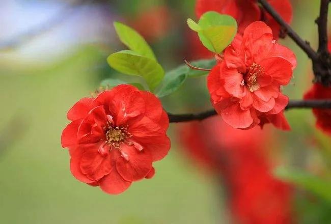 散文随笔遇见春天,散文遇见春天遇见美好