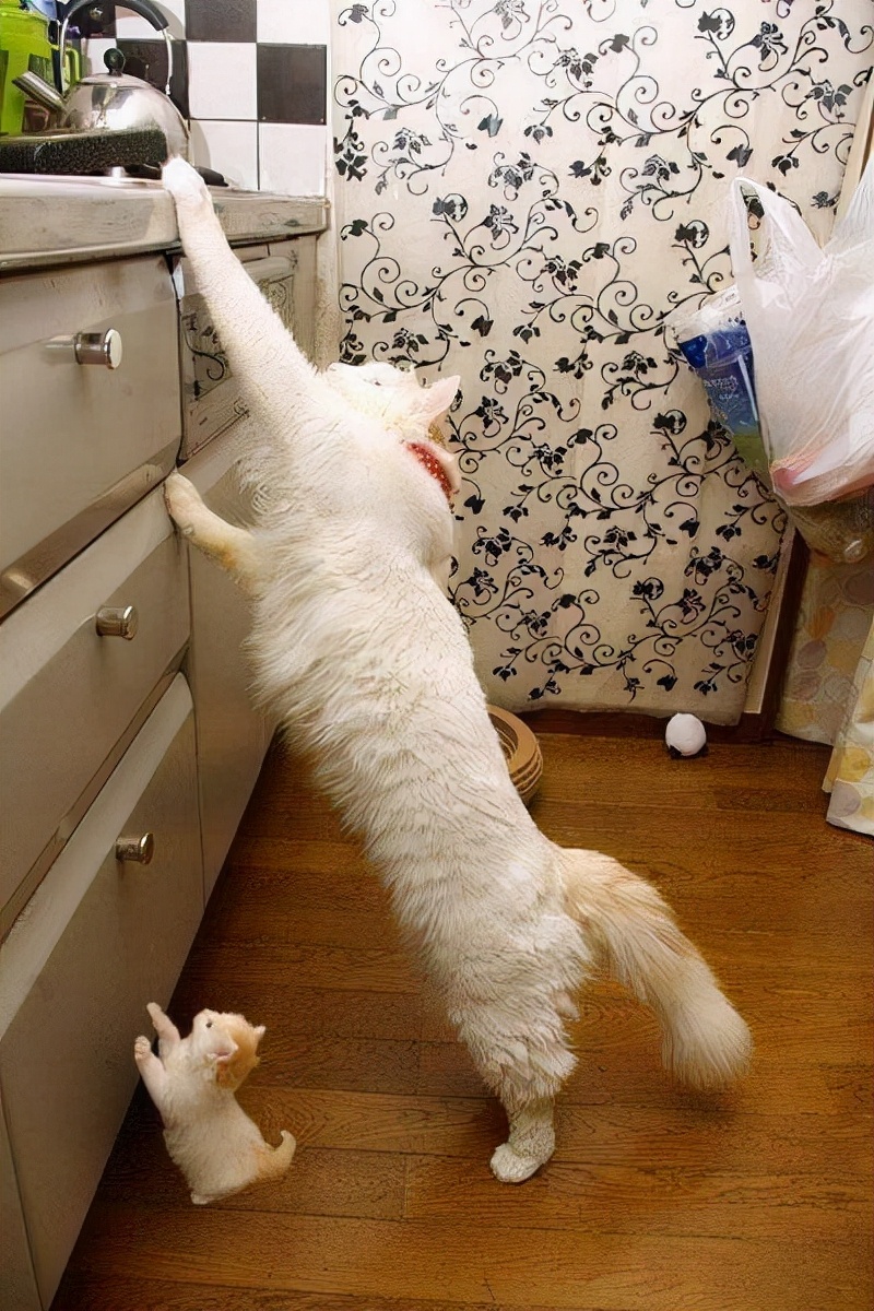 猫咪老是偷吃草然后吐,猫咪偷吃使劲打后果会怎么样