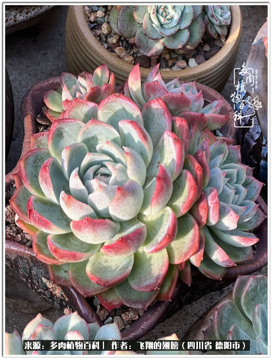 多肉的正确养殖方法冬天怎么养活,多肉怎么养活而且长得快且好看