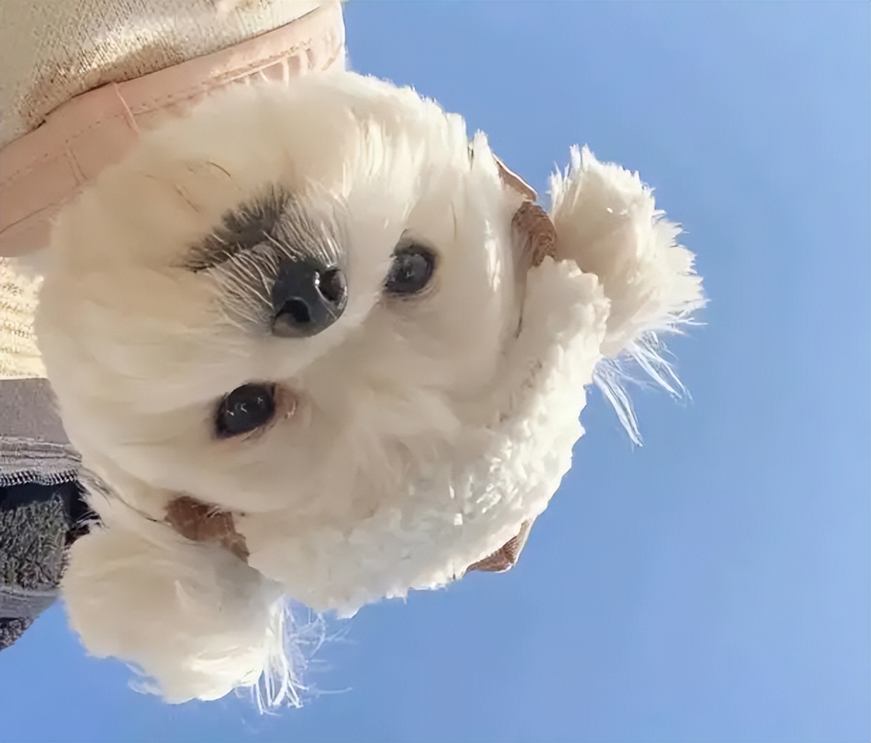 宠主必看！简单几步看懂宠物保健品成分表，避免踩坑