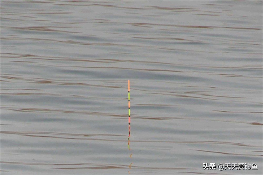 野钓3大技巧让你的中鱼率翻倍,野钓玉米如何挂钩中鱼率高