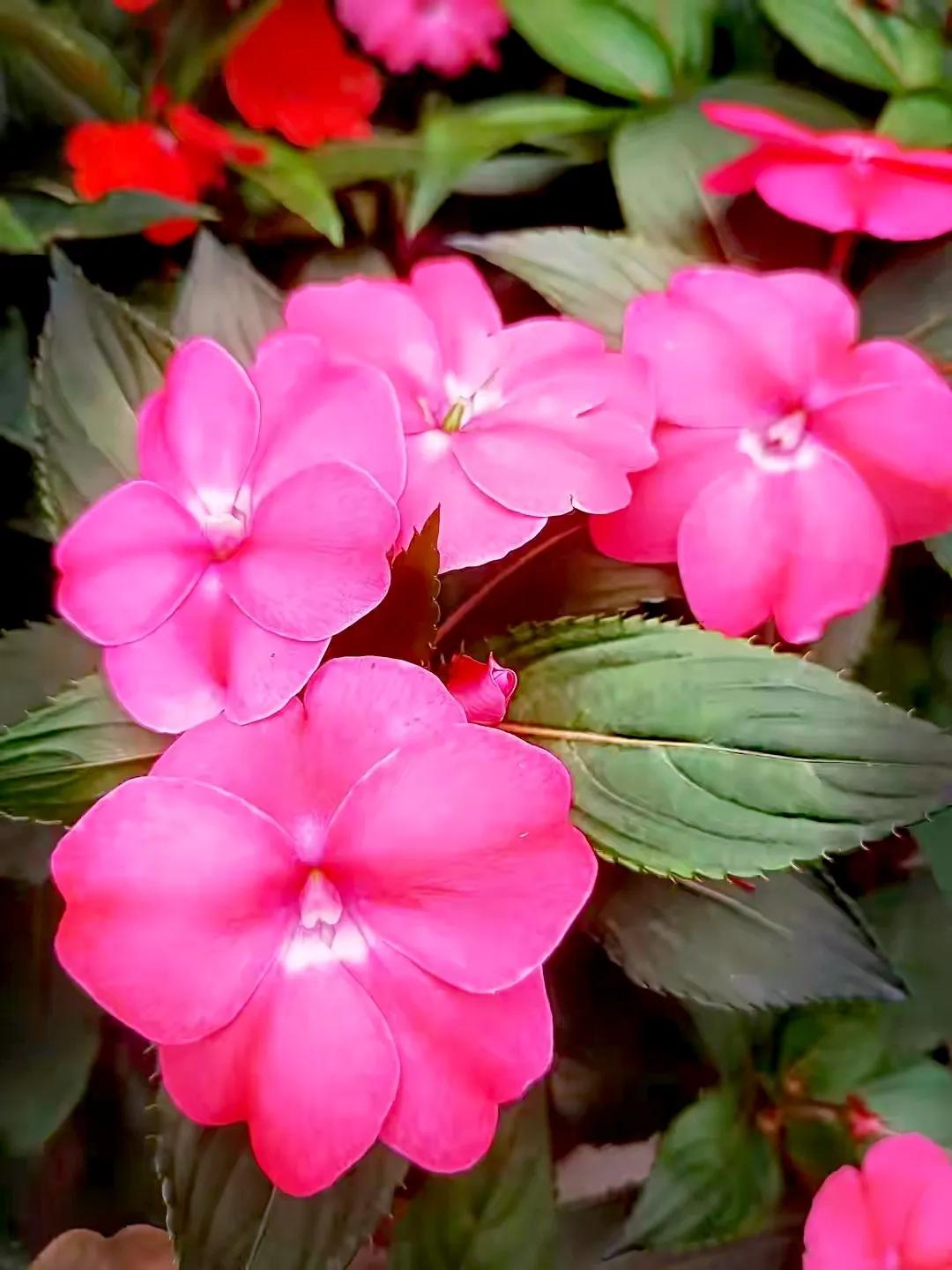 美丽五颜六色的凤仙花,七月最美的花景视频素材